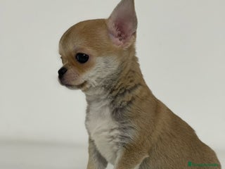 Chihuahua perros - Anuncio 38
