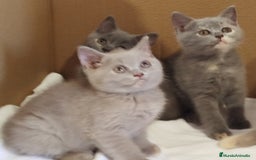 Británico de Pelo Corto Azul gatos en venta: British Shorthair  - Imagen 6