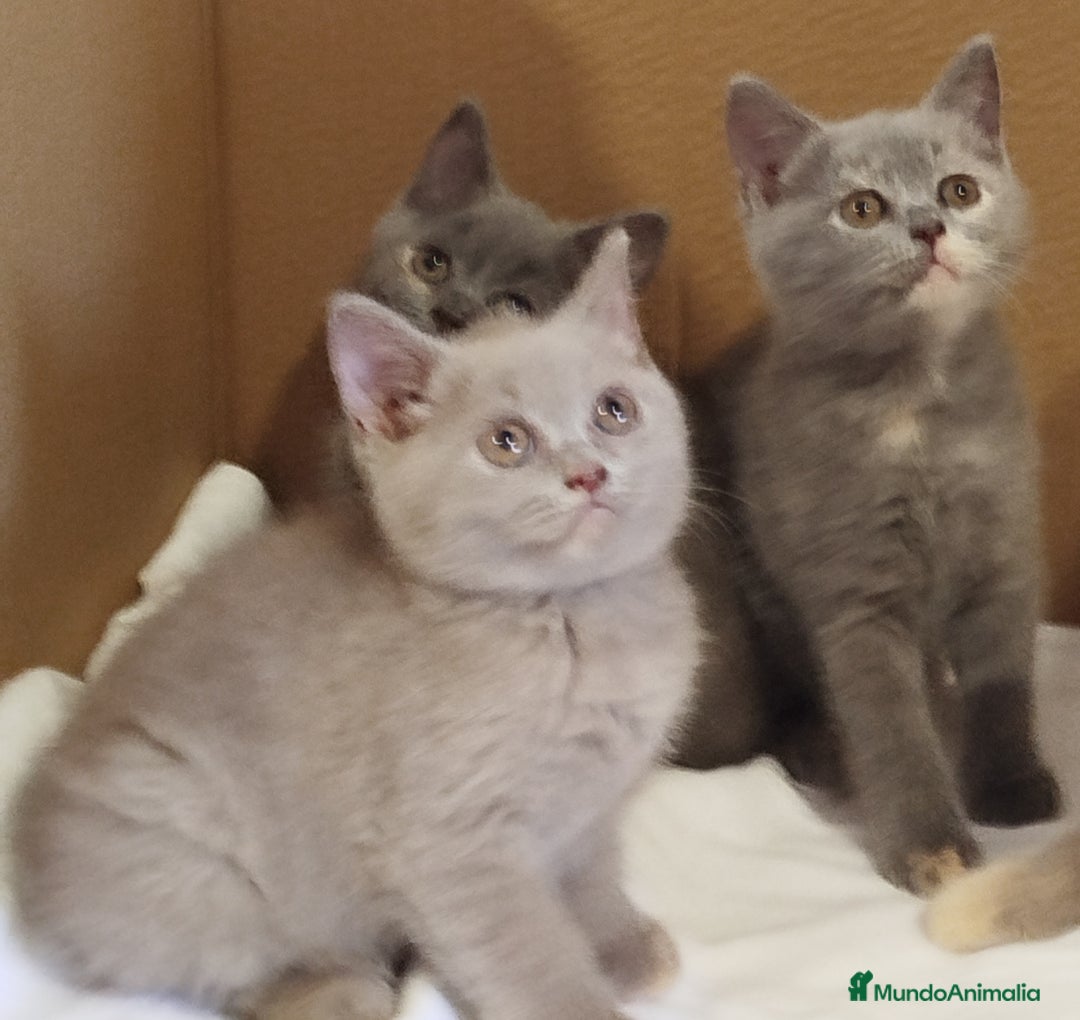 Británico de Pelo Corto Azul gatos en venta: British Shorthair  - Imagen 6