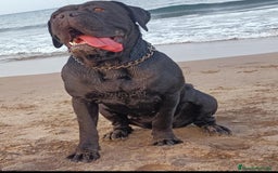Cane Corso perros en venta: Preciosa camada de Cane Corso  - Anuncio 5