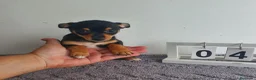 Chihuahua perros en venta: Chihuahua mini  - Anuncio 3