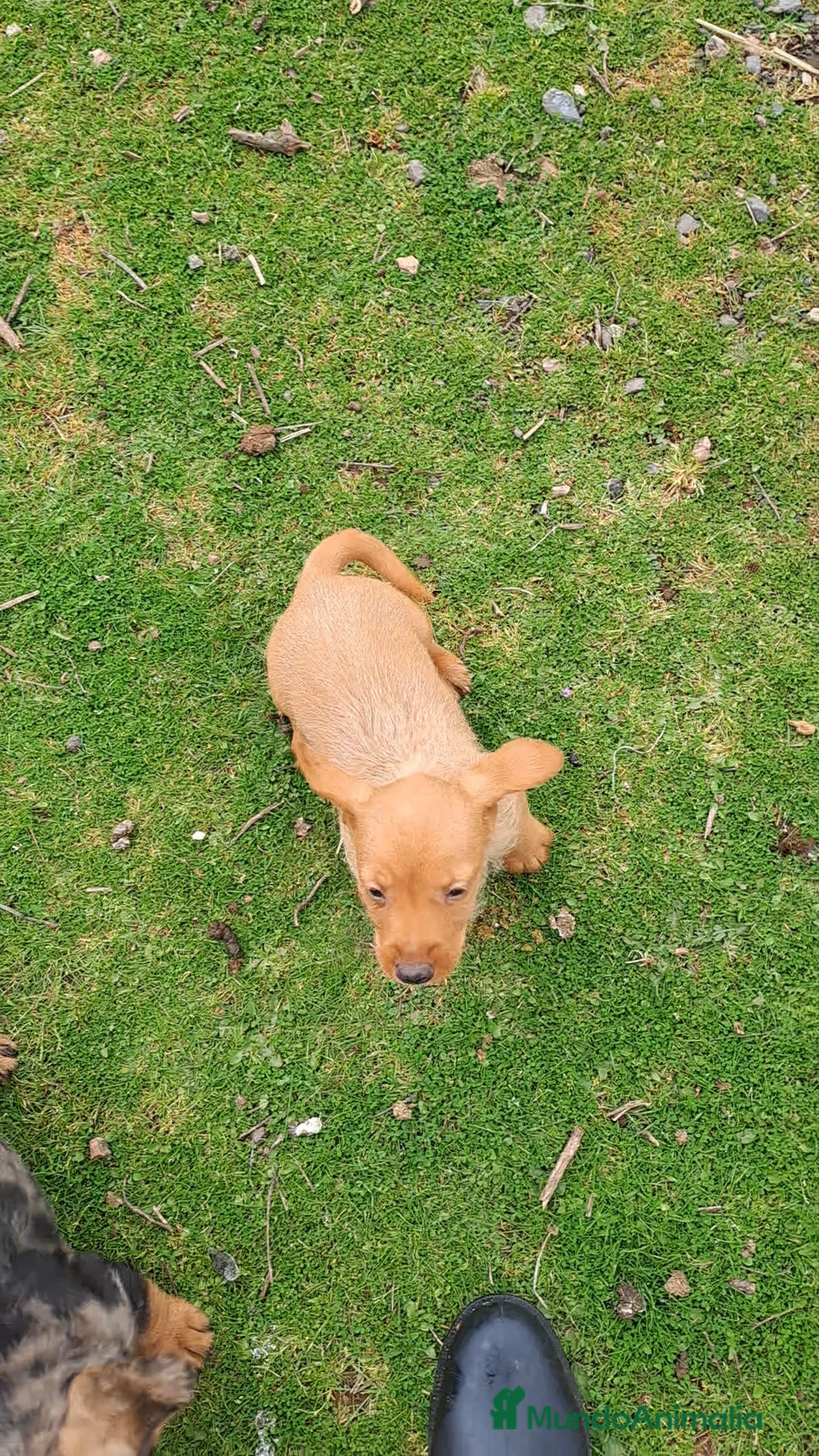 Teckel perros en venta: Teckel - Anuncio 2