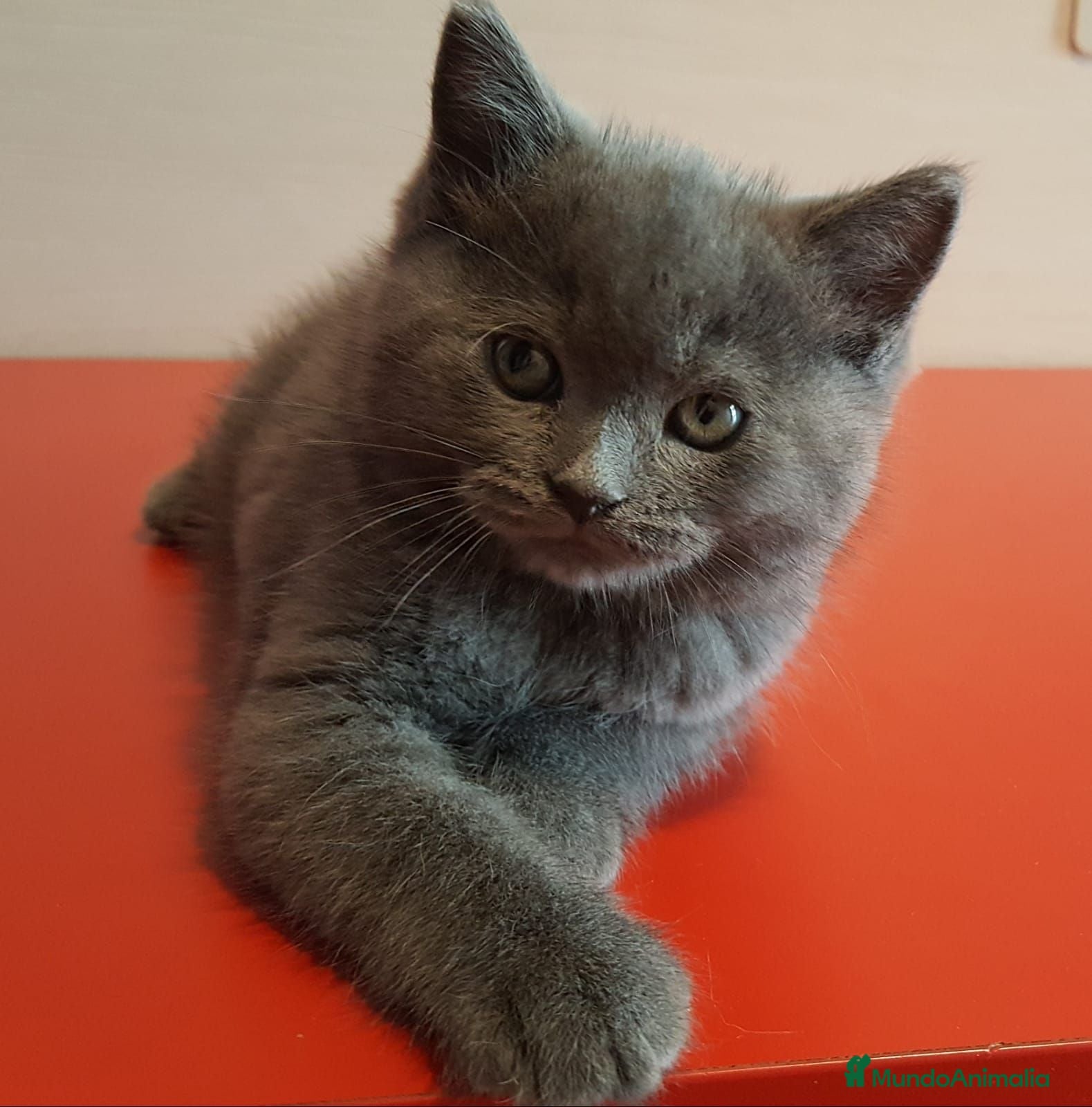 Británico de Pelo Corto Azul gatos Gatito British Shorthair  - Anuncio 2
