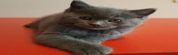 Británico de Pelo Corto Azul gatos en venta: Gatito British Shorthair  - Anuncio 2