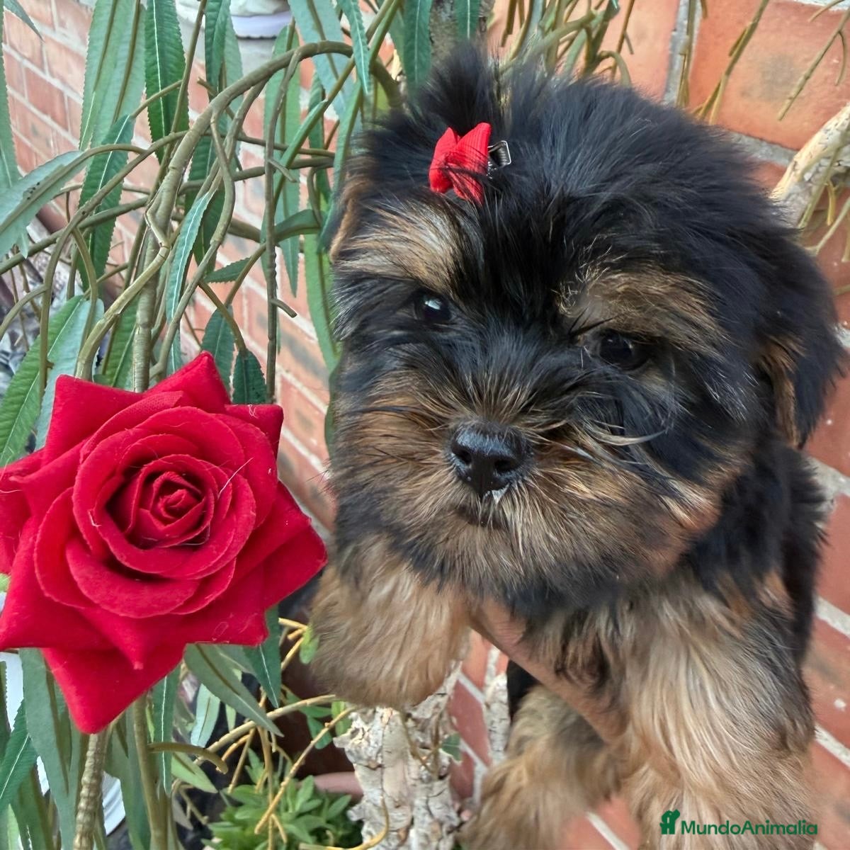 Yorkshire Terrier perros Yorkshire  - Anuncio 2