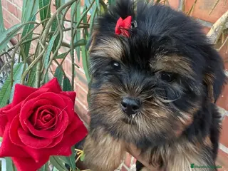 Yorkshire Terrier perros Yorkshire - Anuncio 3