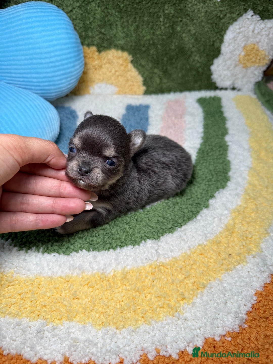 Chihuahua perros en venta: Chihuahua Pelo Largo Lilac  - Imagen 2