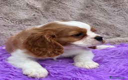 Cavalier King Charles Spaniel perros en venta: CAVLIER BLENHEIN DISPONIBLES - Imagen 1