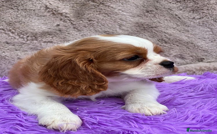 Cavalier King Charles Spaniel perros - Propaganda 1