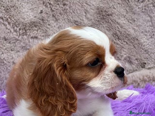 Cavalier King Charles Spaniel perros - Anuncio 17