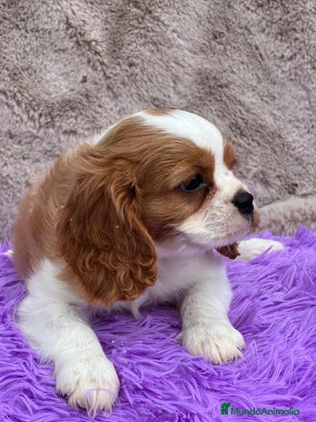 Cavalier King Charles Spaniel perros - Anuncio 17