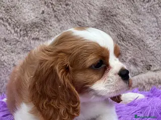 Cavalier King Charles Spaniel perros CAVLIER BLENHEIN DISPONIBLES - Anuncio 8