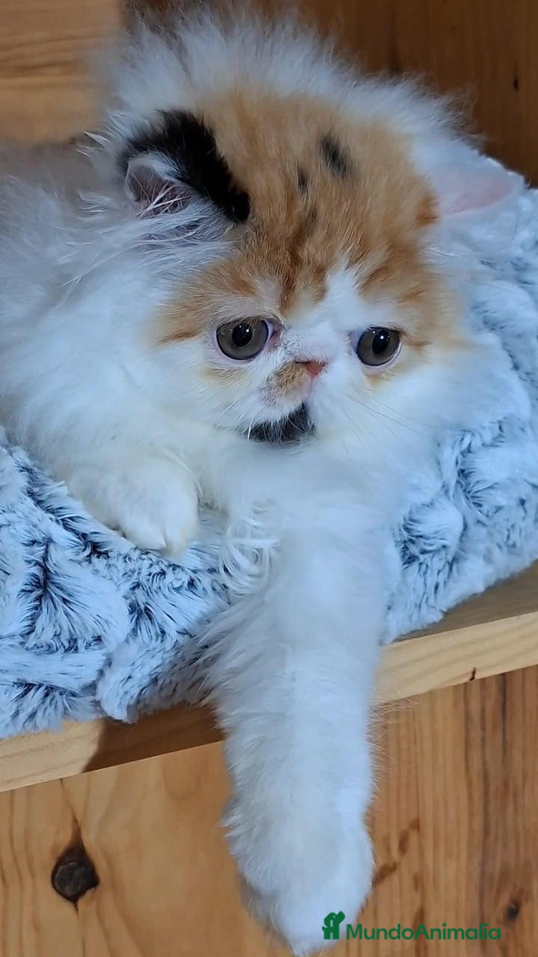 Persa gatos en venta: Preciosa Gata persa - Anuncio 9