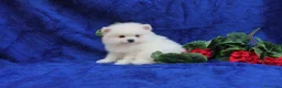 Pomerania perros en venta: POMERANIA  LINEA TOY   MUY CHATO - Anuncio 19