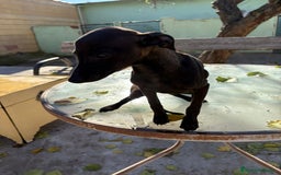 Pequeño Lebrel Italiano perros en venta: Pequeño lebrel italiano piccolo - Anuncio 14