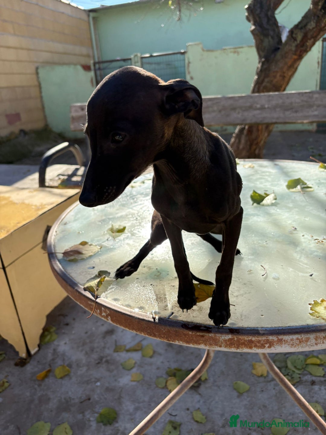 Pequeño Lebrel Italiano perros en venta: Pequeño lebrel italiano piccolo - Anuncio 14