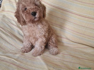 Caniche Toy perros - Anuncio 33