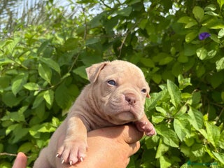 American Bully perros - Anuncio 17