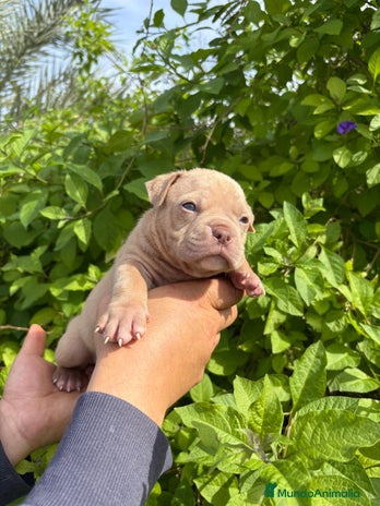 American Bully perros - Anuncio 3