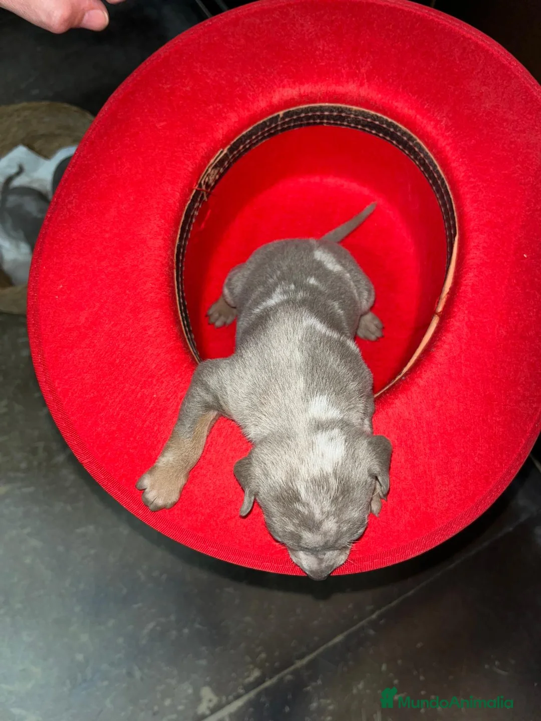 Pinscher Miniatura perros en venta: Mini Pinscher merle isabela hembra - Anuncio 6