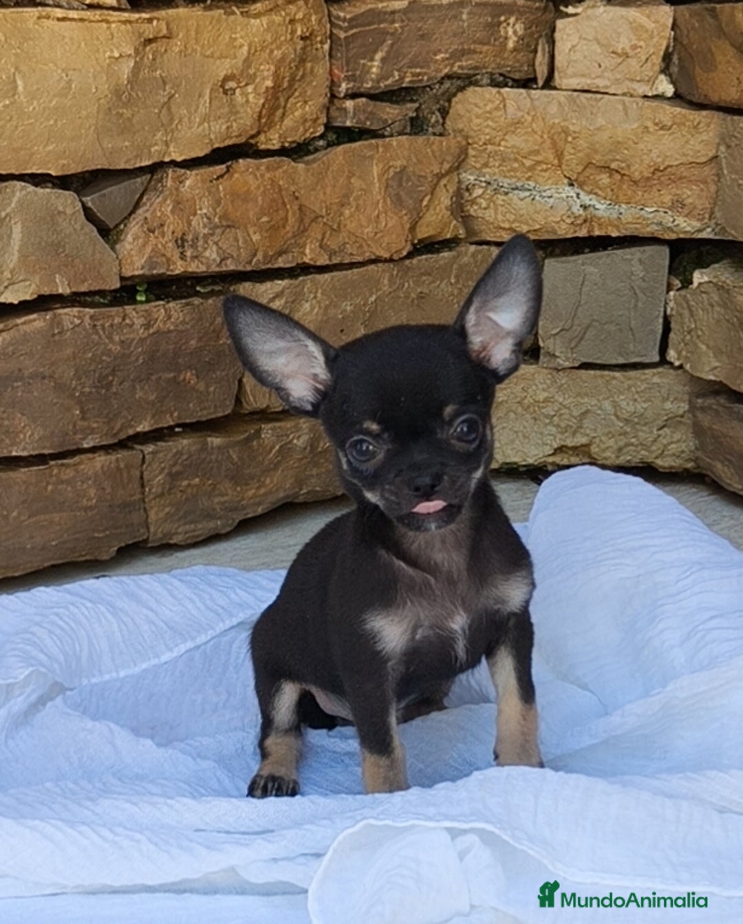 Chihuahua perros en venta: Chihuahua Toy hembra y macho  - Imagen 2