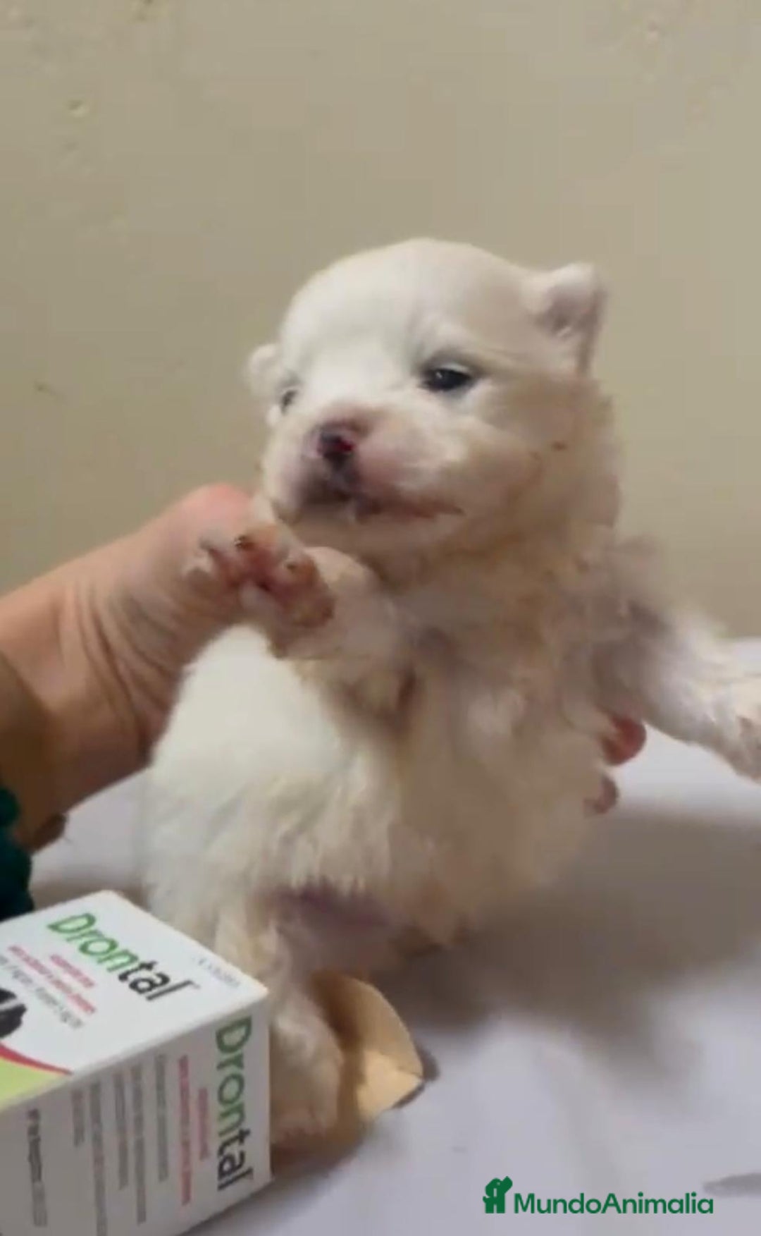 Pomerania perros en venta: Lulu pomerania toy - Anuncio 4