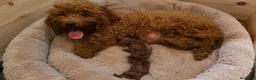 Caniche Toy perros en venta: Caniches toy asiaticos Benidorm  - Anuncio 1