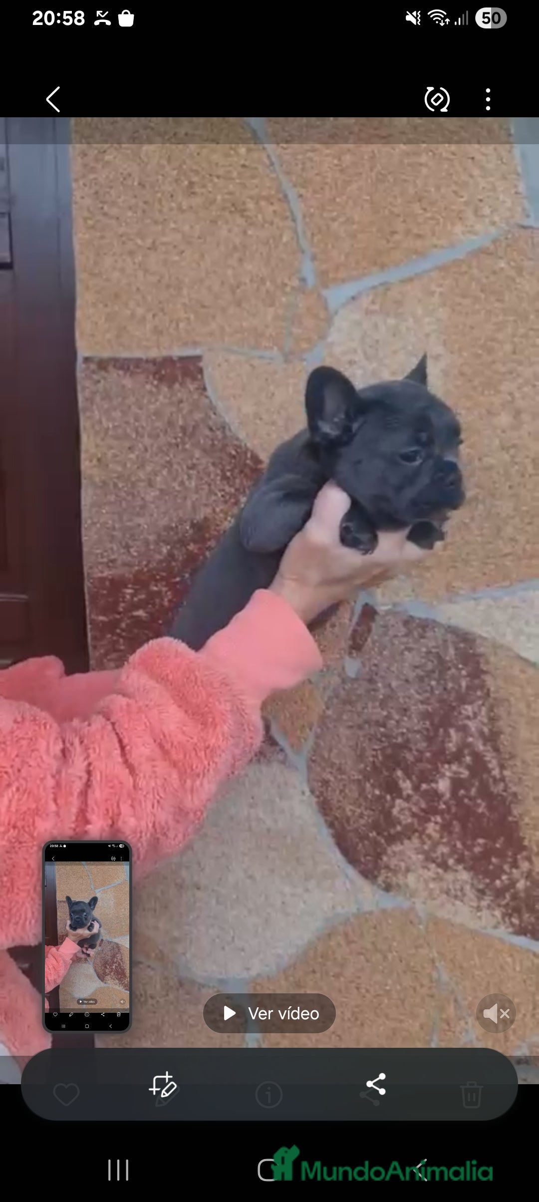 Bulldog Francés perros en venta: ‼️‼️BULLDOG FRANCES - Imagen 3