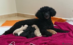 Raza Mixta perros en venta: Caniches toy/enanos - Imagen 4