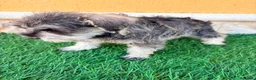Schnauzer Miniatura perros en venta: Schnauzer miniatura sal y pimienta  - Anuncio 2