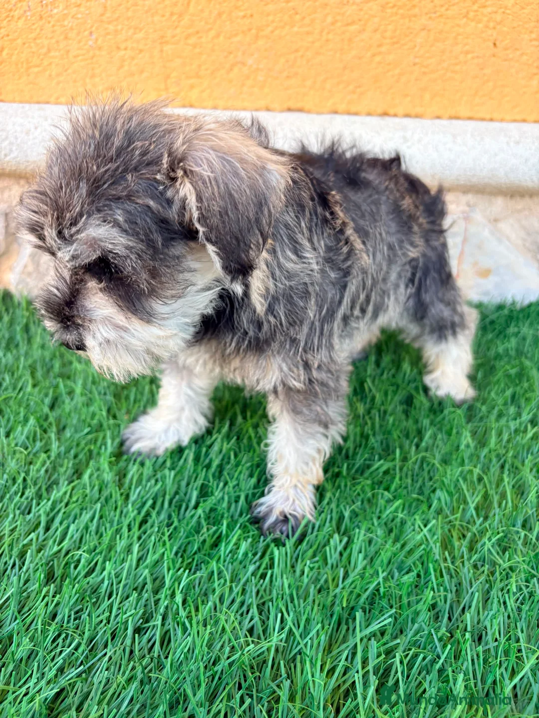 Schnauzer Miniatura perros en venta: Schnauzer miniatura sal y pimienta  - Anuncio 2