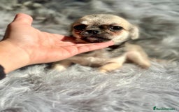 Chihuahua perros en venta: Chihuahua toy cervato  - Anuncio 9