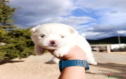 Pomerania perros en venta: PRECIOSA CAMADA DE POMERANIA - Anuncio 3