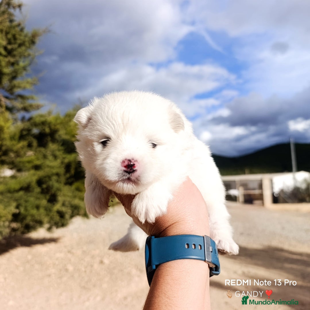 Pomerania perros en venta: PRECIOSA CAMADA DE POMERANIA - Anuncio 3