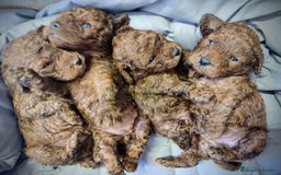 Caniche Toy perros en venta: Caniche toy rojo - Anuncio 5