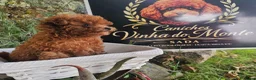 Caniche Toy perros en venta: Caniche toy (microtoy/ teacup) - Anuncio 1