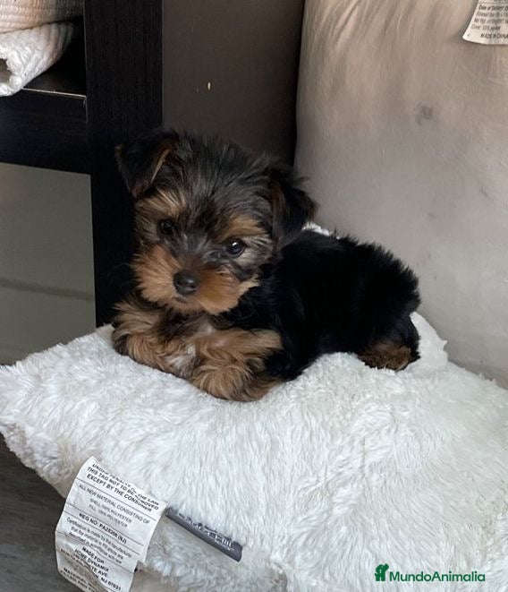 Yorkshire Terrier perros Yorkshire ¡precio real! - Anuncio 1