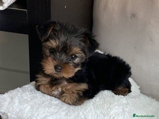 Yorkshire Terrier perros Yorkshire ¡precio real! - Anuncio 1