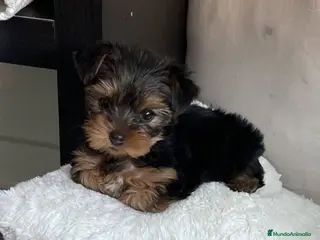 Yorkshire Terrier perros Yorkshire ¡precio real! - Anuncio 6
