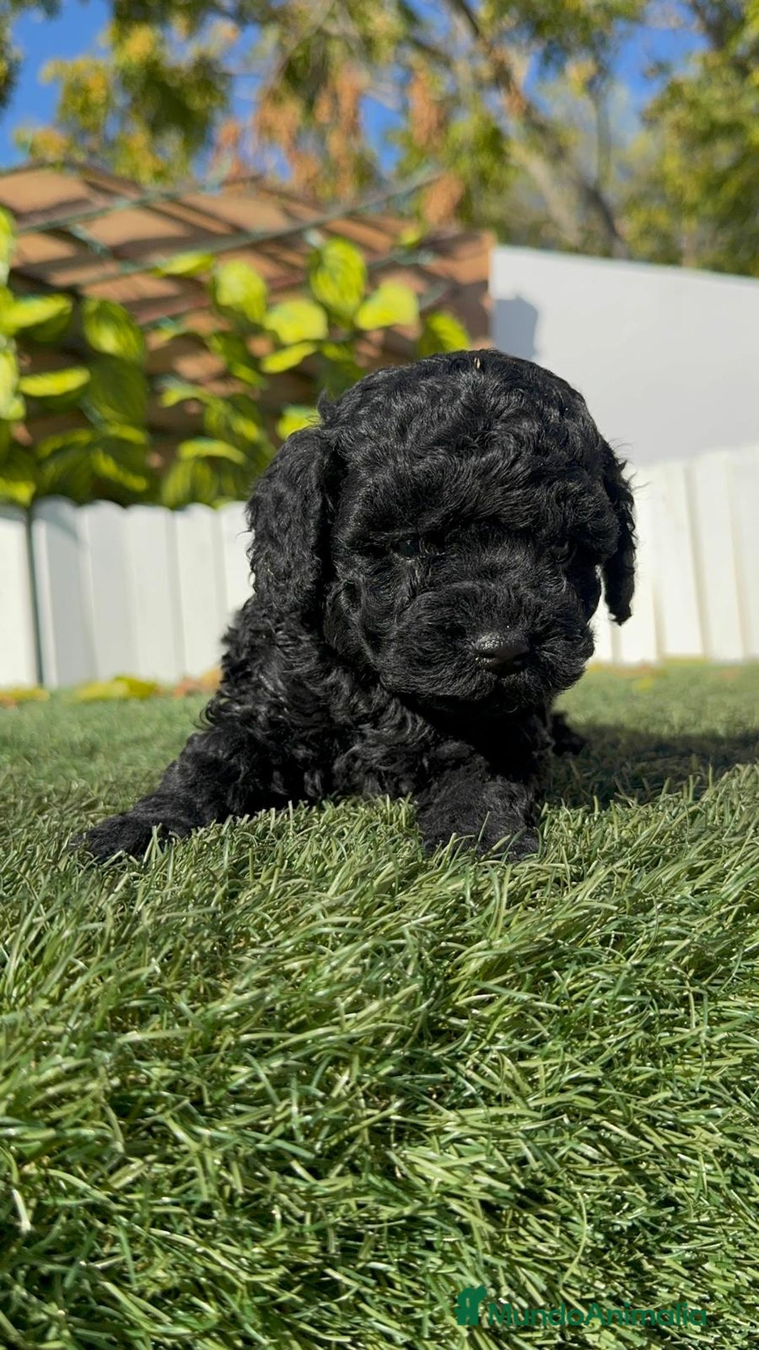 Caniche Toy perros en venta: CANICHE TOY HEMBRA - Anuncio 9