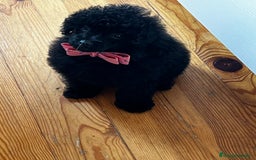 Caniche Toy perros en venta: Caniche mini toy - Imagen 2