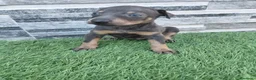 Pinscher Miniatura perros en venta: Pincher blue - Anuncio 2