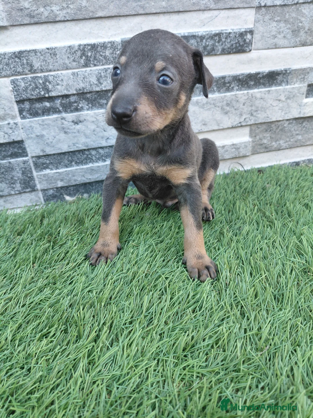 Pinscher Miniatura perros en venta: Pincher blue - Anuncio 2