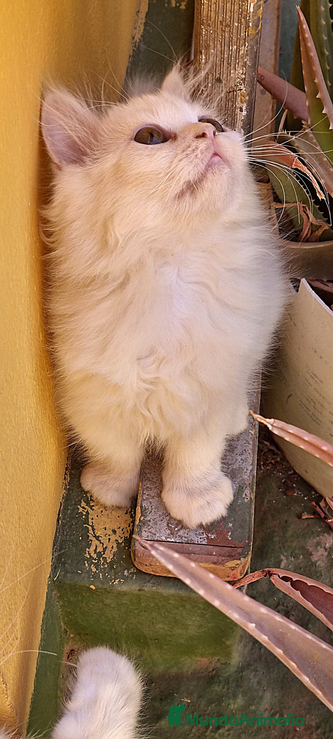 Persa gatos en venta: Gatos persa - Imagen 6