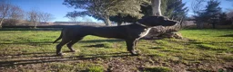 Dogo Alemán perros en venta: Cachorros de dogo alemán/ gran danés  - Anuncio 7