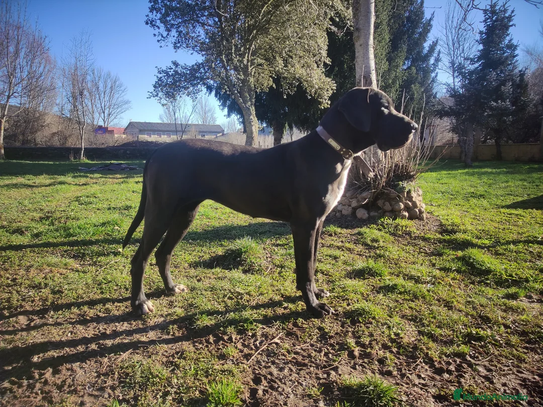 Dogo Alemán perros en venta: Cachorros de dogo alemán/ gran danés  - Anuncio 7