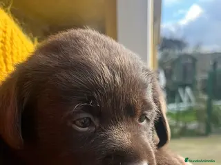 Labrador Retriever perros Camada espectacular de labradores chocolate - Anuncio 1