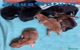 Shiba Inu perros en venta: Camada Shiba Inu de Mar y Silvio AQUANATURA - Imagen 6