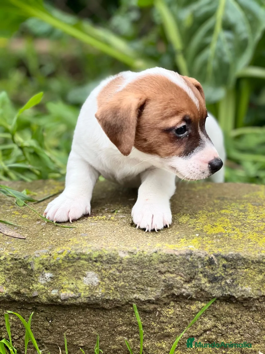 Jack Russell Terrier perros en venta: Jack russell en Barcelona - Anuncio 4