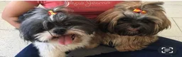 Shih Tzu perros en venta: Machito de shitzu  - Anuncio 1